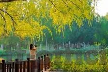 沃尔夫足球比分-探秘沃尔夫足球比分,数据背后的战术博弈与激情碰撞